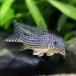 ( тропическая рыба ) Corydoras * стерео rubai(5 шт ) Hokkaido * Kyushu авиапочта необходимо теплоизоляция 