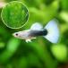 ( тропическая рыба )( водоросли ) Германия желтый смокинг * Guppy ( местного производства Guppy )(1 пара )+matsumo(3шт.@) Hokkaido * Kyushu авиапочта необходимо теплоизоляция 