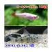 ( тропическая рыба ) золотой красный филе (10 шт )+ Corydoras *pa редкость tas(1 шт ) Hokkaido * Kyushu авиапочта необходимо теплоизоляция 