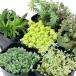 ( суккулентное растение )se dam товар вид случайный 2.5~3 номер (5 pot )