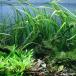 ( водоросли ) Cryptocoryne балансир e( подводный лист )( нет пестициды )(3 АО )