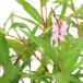 ( биотоп ) водное растения Sakura tate(1 pot ). вода растения 