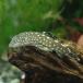 ( тропическая рыба )bo Rene o* Plecostomus (3 шт ) Hokkaido авиапочта необходимо теплоизоляция 