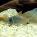 ( тропическая рыба ) Corydoras * темно синий ko roll ( wild )(1 шт ) Hokkaido авиапочта необходимо теплоизоляция 