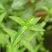 ( биотоп ) водное растения белый ne( нет пестициды )(1 pot ). сырой растения 