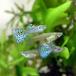 ( тропическая рыба ) Galaxy голубой стакан Guppy ( местного производства Guppy )(1 пара ) Hokkaido авиапочта необходимо теплоизоляция 