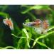 ( тропическая рыба ) красный стакан * Guppy ( местного производства Guppy )(1 пара ) Hokkaido * Kyushu авиапочта необходимо теплоизоляция 