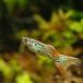 ( тропическая рыба ) orange гонки Cobra * Guppy ( местного производства Guppy )(1 пара ) Hokkaido * Kyushu авиапочта необходимо теплоизоляция 