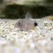 ( тропическая рыба ) Corydoras *ka ude .makyula-tas( bleed )(1 шт ) Hokkaido * Kyushu авиапочта необходимо теплоизоляция 