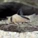 ( тропическая рыба ) Corydoras *melini( wild )(1 шт ) Hokkaido * Kyushu авиапочта необходимо теплоизоляция 