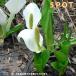( луговые и горные травы )mizbashou( вода ..)3~4.5 номер (5 pot комплект )