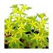 ( луговые и горные травы )tsu Ла Манш nengsa(. десять тысяч год .) 3 номер (3 pot комплект )