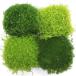 ( декоративное растение )sagina( Irish Moss )( товар вид случайный ) 3 номер (3 pot )