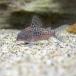 ( тропическая рыба ) Corydoras *soda белка ( wild )(1 шт ) Hokkaido * Kyushu авиапочта необходимо теплоизоляция 