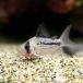 ( тропическая рыба ) Corydoras *.... акселератор roti( wild )(1 шт ) Hokkaido авиапочта необходимо теплоизоляция 