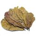  umbrella leaf 1 пакет ( примерно 5 листов ввод ) Magic leaf 