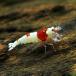 ( креветка ) Red Bee Shrimp "солнечный круг" (1 шт )