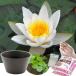  бесплатная доставка * День матери подарок * водяная лилия горшок ( Brown ). водяная лилия комплект ( белый ) включение в покупку не возможно 5 месяц 1 день ~5 месяц 10 день . доставка 