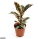 ( декоративное растение )fi rental ela стойка Calbee 4 номер (1 горшок )