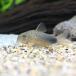 ( тропическая рыба ) Corydoras * пятна белка ( bleed )(3 шт ) Hokkaido авиапочта необходимо теплоизоляция 