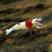 ( креветка ) Red Bee Shrimp "солнечный круг" (3 шт )