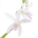 ( луговые и горные травы )si Ran ( фиолетовый орхидея ) белый цветок si Ran ( белый цветок фиолетовый орхидея )3~3.5 номер (1 pot )