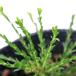 ( декоративное растение ) трава mo лыжи tob запирающийся шкафчик 3.5~4 номер (5 pot ) огород репеллент растения 