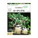 NHK хобби. садоводство 12. месяц культивирование navi NEO суккулентное растение ko- Dex 