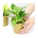 ( декоративное растение ) pothos товар вид случайный 3 номер (3 pot )