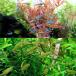 ( тропическая рыба ) серебряный chip * Tetra (10 шт )+ neon Tetra (10 шт ) Hokkaido * Kyushu авиапочта необходимо теплоизоляция 