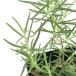 ( декоративное растение ) трава рассада розмарин sising - -тактный голубой ..3 номер (1 pot ) aroma огород craft кулинария 