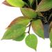 ( декоративное растение ) Hoya obskla3~3.5 номер (1 pot )