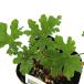 ( декоративное растение ) трава рассада герань шоко мята 3 номер (1 pot ) aroma огород craft кулинария 