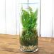 ( декоративное растение ) мох террариум tsute- иен стойка бутылка L размер крышка есть (1 шт )koke террариум мох tera koke tera мох интерьер 