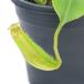 ( еда насекомое растения )utsubokazla Nepenthes Maxima 2.5~3 номер (1 pot )