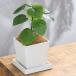 ( декоративное растение )fi rental umbellata 4 номер bota колено квадратное pot . тарелка имеется! здесь cocos nucifera волокно декоративное растение модный настольный размер 