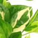 ( декоративное растение ) pothos изумруд 3 номер (1 pot )