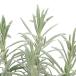 ( декоративное растение ) трава рассада лаванда la van Gin серый reti3 номер (1 pot ) огород 