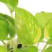 ( декоративное растение ) pothos teruno esprit 3 номер (1 pot )PVP