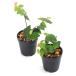( декоративное растение )bi шероховатость um растения fi rental p Mira Mini ma3cm pot (1 pot )