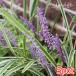 ( луговые и горные травы ). ввод ya Blanc 3.5~4 номер (5 pot )
