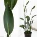 ( декоративное растение ) -тактный rely chi айю n уход ( non leaf ) 3.5 номер высокий pot (1 горшок )