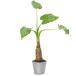 ( декоративное растение )arokasiakklatasima Alocasia odora 3 номер (1 pot )
