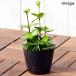 ( декоративное растение ) Pepe ro mia Hope 3 номер (1 pot )