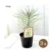 ( суккулентное растение )senesi ok Ray nia( Monkey tree ) 3 номер (1 pot )