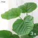 ( декоративное растение )fi rental umbellata 3 номер (1 pot )