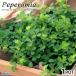 ( декоративное растение ) Pepe ro mia tepi-na2.5~3 номер (1 pot )