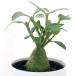 ( декоративное растение )hidonofitsum Papp дыра m2~3 номер (1 pot ) есть растения ko- Dex 