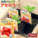 ( декоративное растение ) фруктовое дерево рассада Okinawa ацерола 3.5 номер (1 pot ) огород фрукты фрукты 