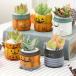 ( декоративное растение ) много мясо .... Halloween Mini pot (3 горшок ) суккулентное растение модный подарок 